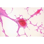 Histology Capillary Prepared Slide