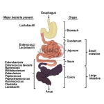 Normal Flora in Human Body Model