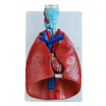 Lungs with Heart Models