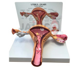 Ovaries Model