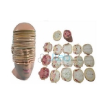 Model of the Head and Neck Horizontal Shears