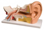Human Ear Model