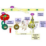 Hypersensitivity Reaction Model