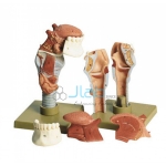 Larynx with Tongue and Teeth