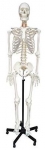 Human Skeleton Model