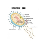 Bacteria Cell and Cell Wall Model