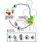 Intestinal Protozoa Infection Model