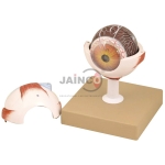 Eye Model