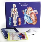 Circulatory System Model