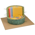 Dicot Woody Stem Model