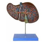 Liver Model