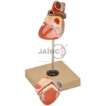 Heart Model 2 parts
