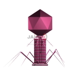 Bacteriophage Virus Model