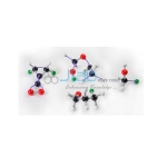 Molecular Models Beads