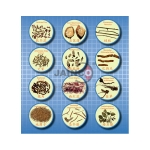 Malarial Parasites of Man Model