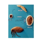 Life Cycle of Rat Fly Model