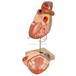 Heart Model Natural Size