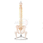 Human Vertebral Column