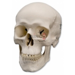 Human Skull Model