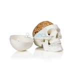 Human Skull with Brain