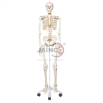 Human Skeleton Model