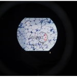 Microslide Basic Human Histology