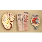 Kidney Section Model with Nephrons and Blood Vessels