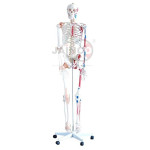 Human Skeleton Hanging Muscle and Thick Zip Dust Cover