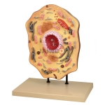 Animal Cell Model