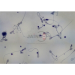 Male Sperm Prepared Slide
