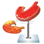 Human Stomach Model