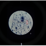 The Circulatory System Microslide