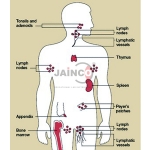 Adenovirus Infection Model