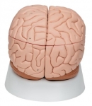 Human Brain Model