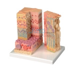 Micro Anatomy of Eye