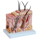 Human Skin Model