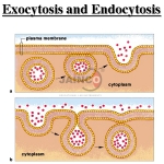 Endocytosis and Exocytosis Model