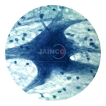 Nerve Cell Prepared Slide