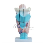 Magnified Human Larynx Model