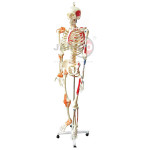 Human Skeleton Full Size 170cm Muscles and Ligaments