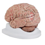 Life Size Brain Model 8 Part