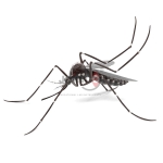 Aedes Aegypti Model