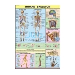 Human Skeleton Chart