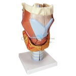 Larynx Full Size-2 Parts