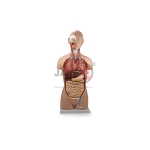 Human Torso Model (Full Size)