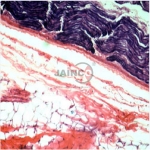 Mammalian Physiology Prepared Slide