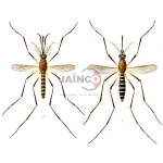 Culex Male, Female Model