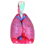 Human Respiratory System