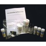 Introduction To Enzymes