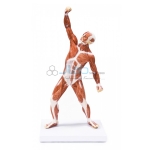 Muscular Figure 50cm Model